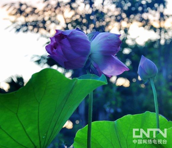 探寻文学传奇之花，并蒂莲的起源与故事章节解析